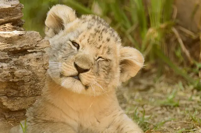 Funny-Cute-Lion