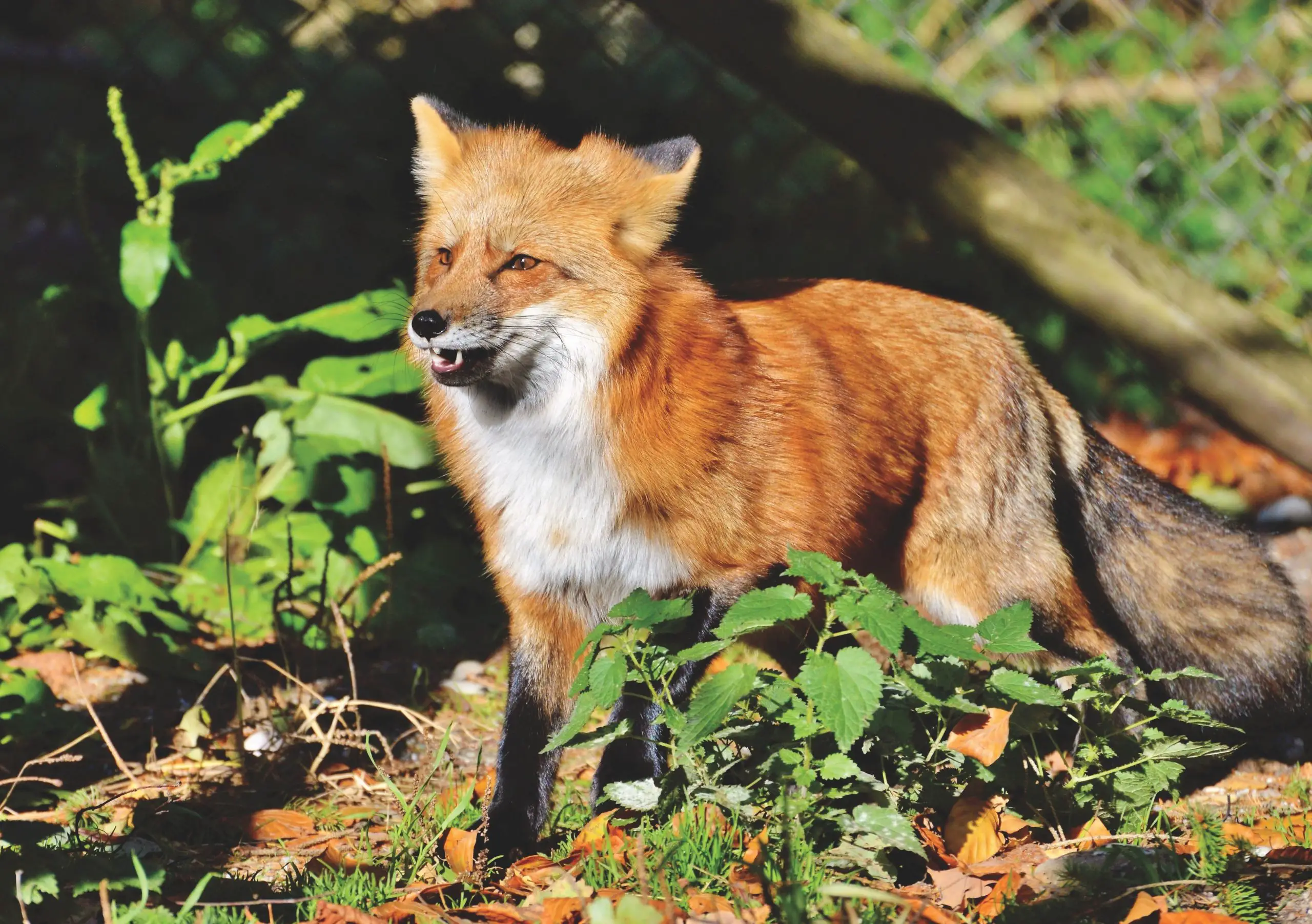 Male Fox 