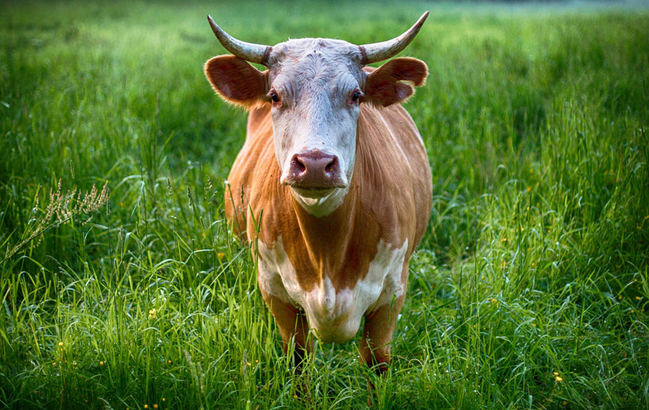 famous cow