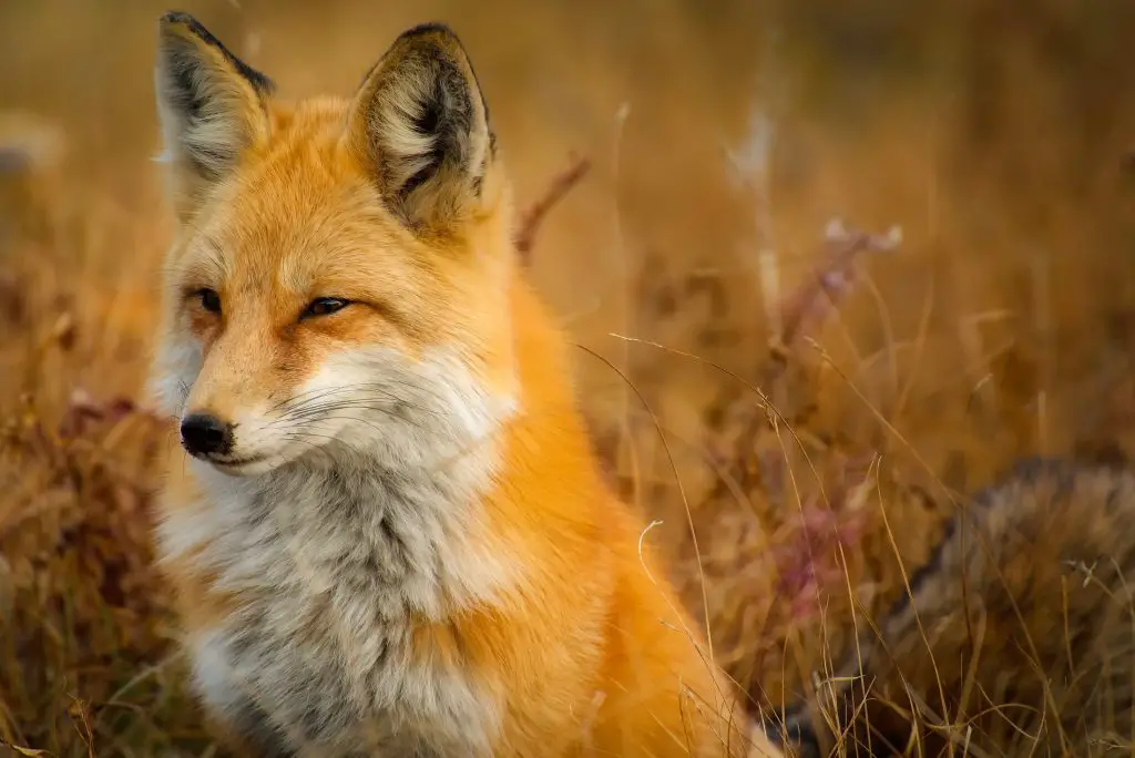 female fox names