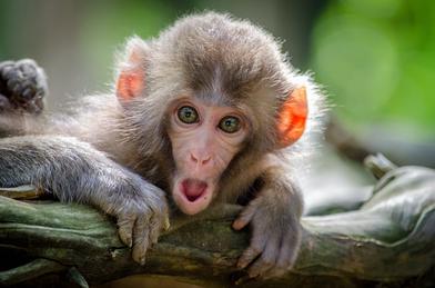 Monkey Names (261+ Most Famous, Funny and Cute Names of 2020)