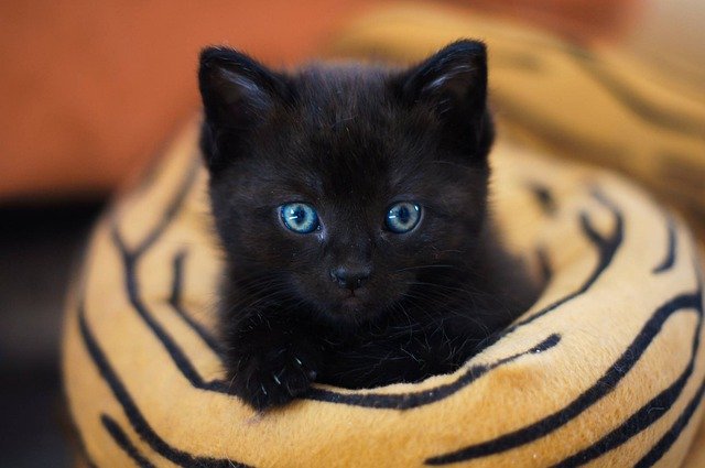 Cute Black Cat names