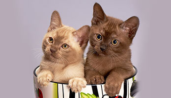 Cute-Twin-Cat-Names