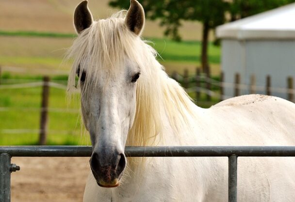 white-horse-names-265-famous-male-female-2021