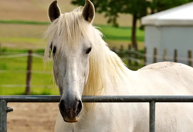 Famous white horse