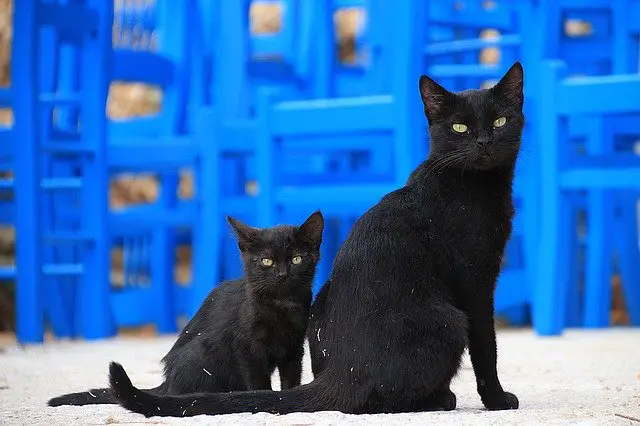 Female Black Cat names