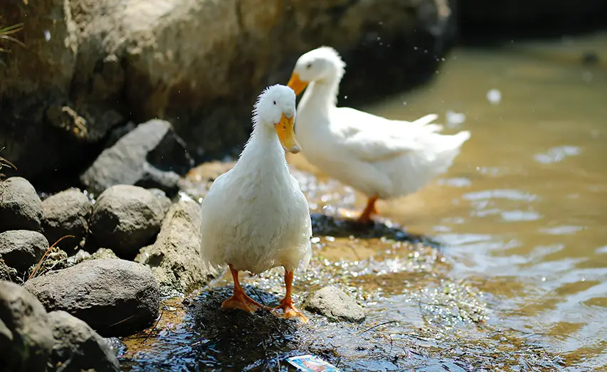 Female-duck