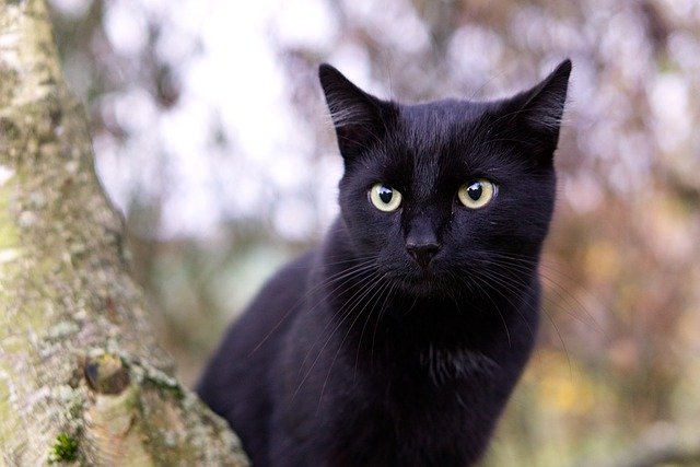 Good Black Cat