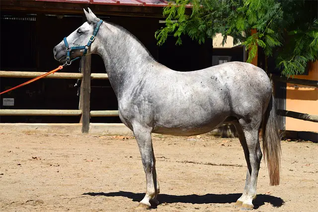 Grey and White Horses namse