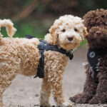 Portuguese-Water-Dogs
