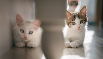 Twin-kitten-names