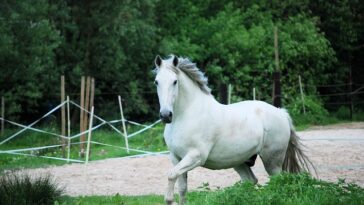 White Horse names