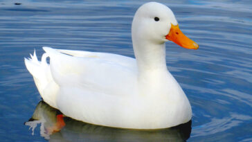 duck-names