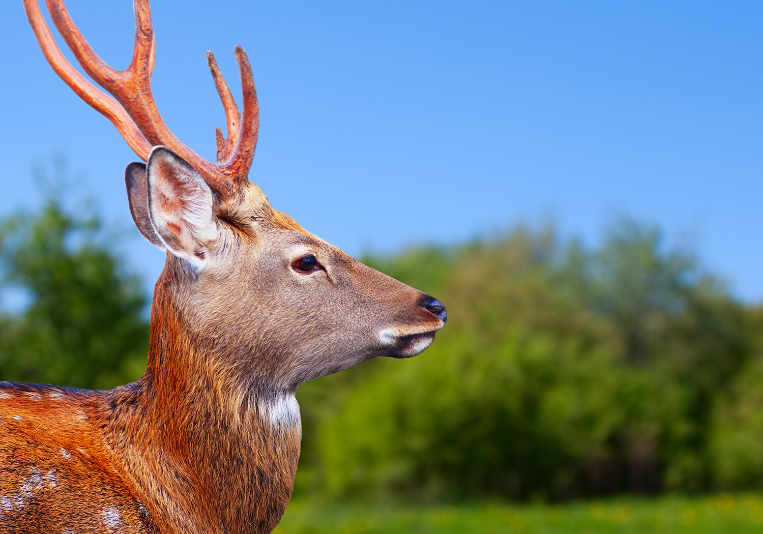 male-deer-names