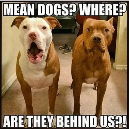 Mean Dogs? Where? Are They Behind Us? - AllPetName