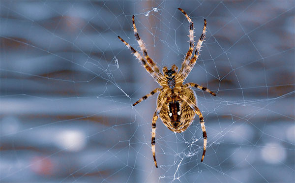 Spider Names (251 Cool and Fantasy Spider Nicknames)
