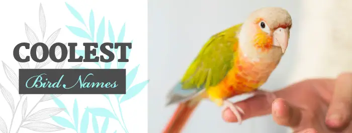 coolest-bird-names
