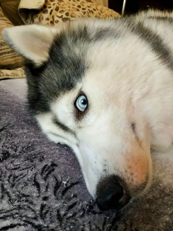 14 Emotions of Huskies That Will Make You Laugh