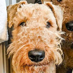 Airedale-Terriers