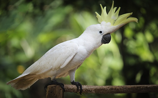 Cockatoo male bird