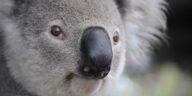 koala names