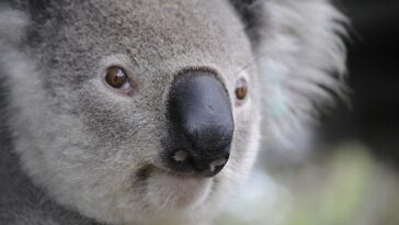 koala names