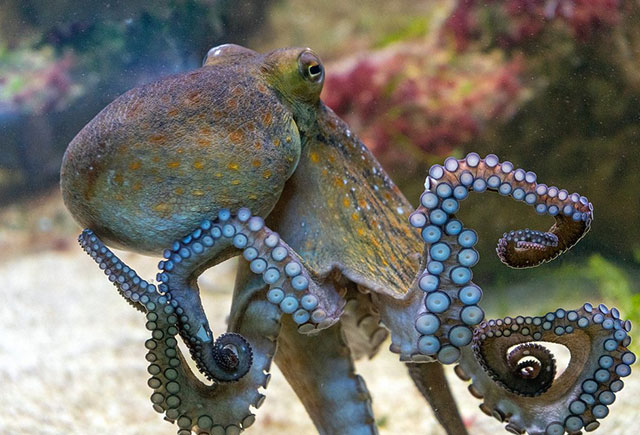 Good-Octopus