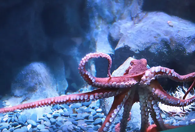 cute-octopus