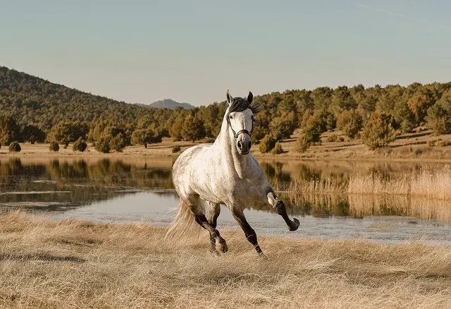 elegant horse