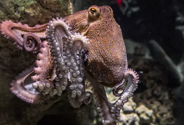 famous octopus names