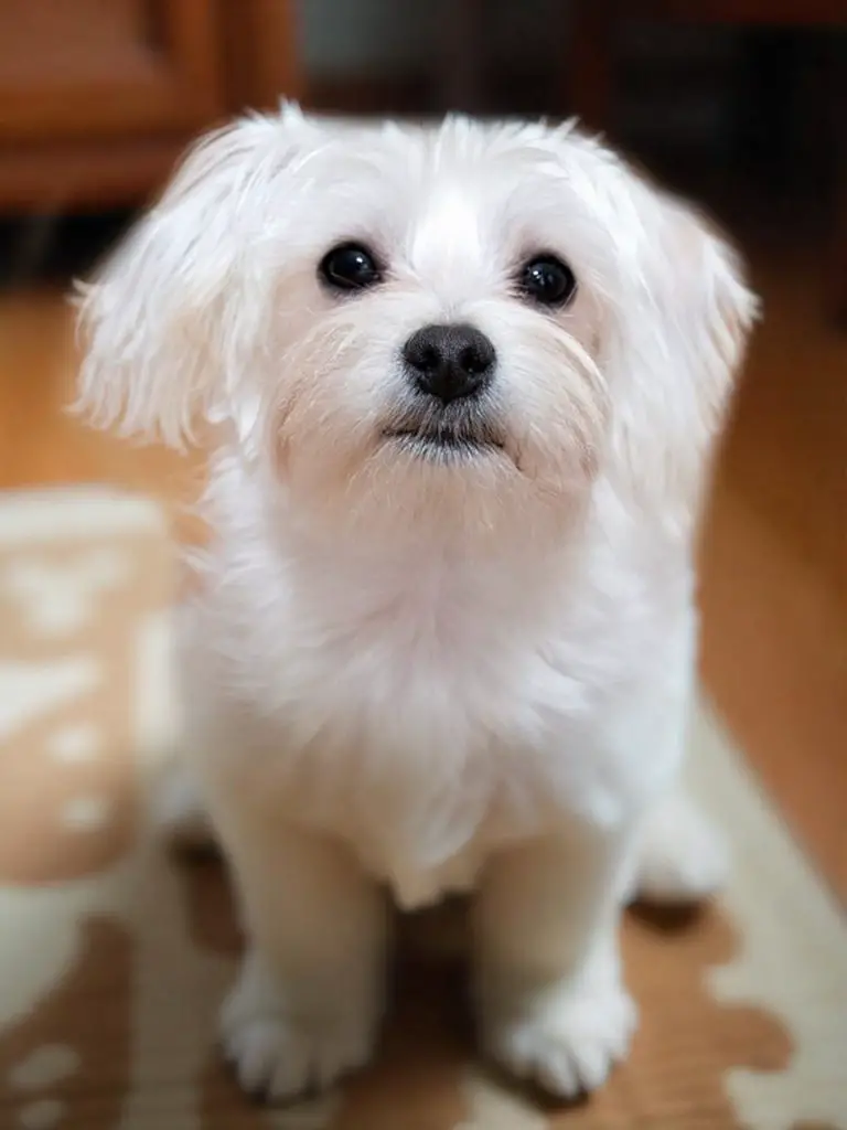 Top 10 Longest Living Dog Breeds - Want a Dog that Lives Long? 7 Maltese