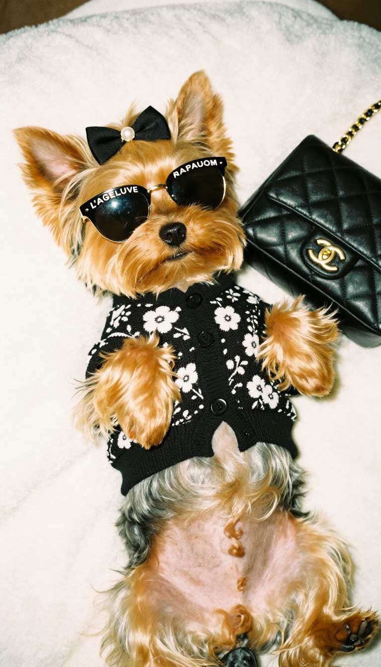 15 Cute Cold-Weather Dog Outfits to Save for Winter 11 The “Glamorous Day Off” Lounge Set