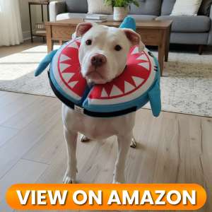 10 Best Dog Recovery Collars & Cones of 2026 20 Dog-Collar-10