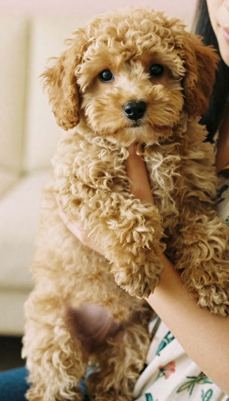 Is the Maltipoo Really the Cutest Mixed Breed? Here are the Facts 1 is the maltipoo breed cutest mixed 1