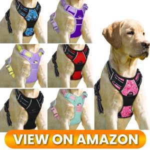 10 Best Dog Harnesses of 2026: Comfort, Control & Safety for Every Adventure 4 Best-Dog-Harness-04
