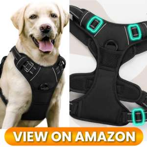 10 Best Dog Harnesses of 2026: Comfort, Control & Safety for Every Adventure 8 Best-Dog-Harness-08