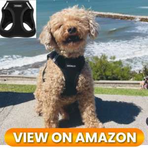 10 Best Dog Harnesses of 2026: Comfort, Control & Safety for Every Adventure 10 Best-Dog-Harness-10