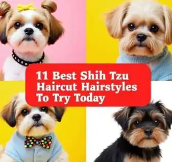 11 Best Shih Tzu Haircut And Hairstyles To Try Today!