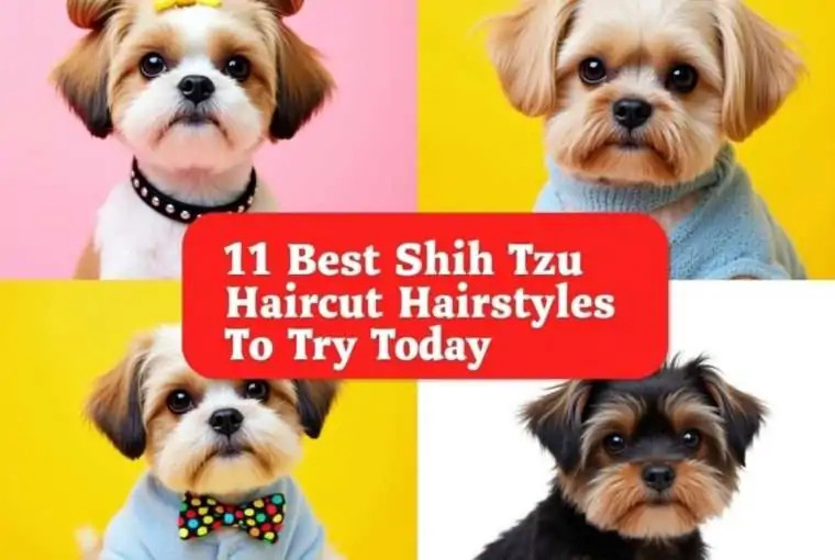 11 Best Shih Tzu Haircut And Hairstyles To Try Today!