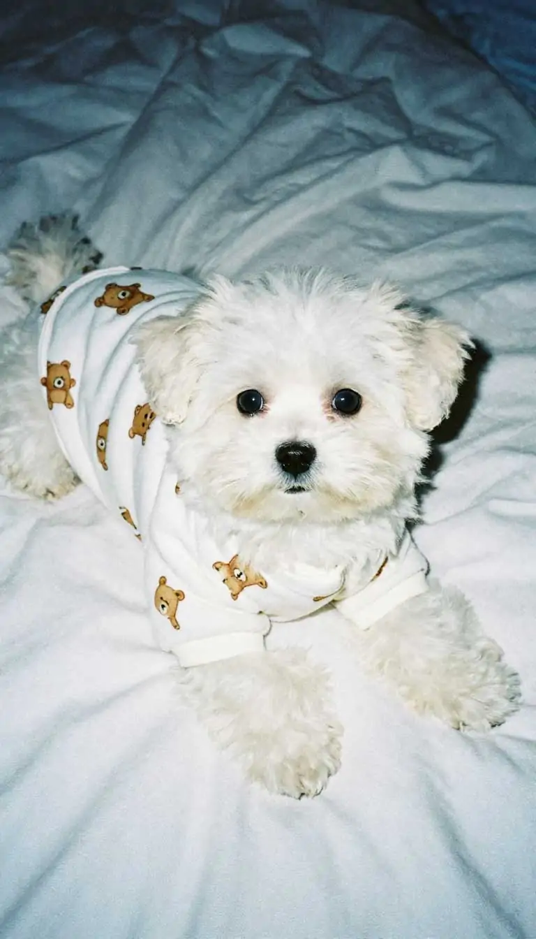 15 Cute Cold-Weather Dog Outfits to Save for Winter 14 The Snug Footie Pajamas