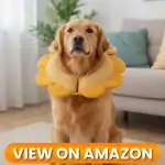 Dog-Collar-2