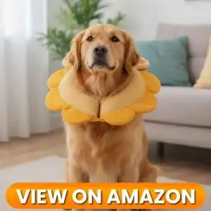Dog-Collar-2