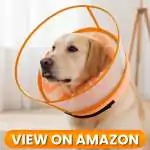 Dog-Collar-3