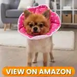 Dog-Collar-6