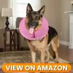 Dog-Collar-7