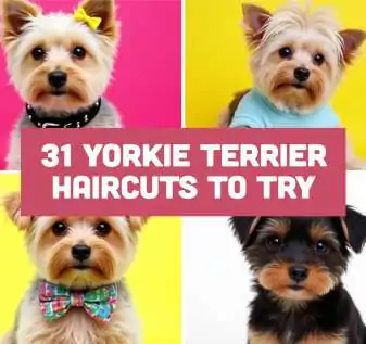 yorkie-terrier-haircuts
