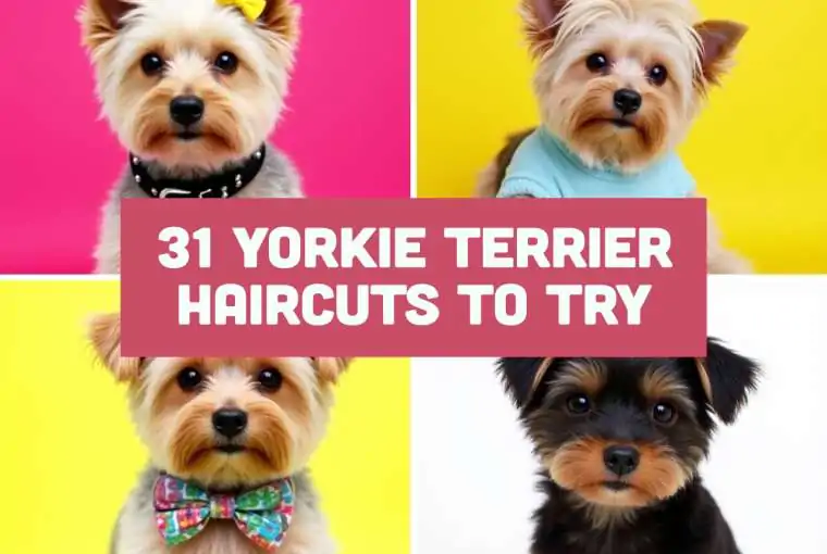 yorkie-terrier-haircuts